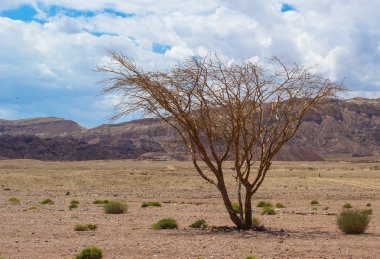 Yalnız ağaç timna Valley, Israel