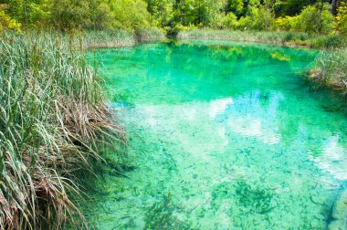 küçük nehir, güzel doğası, güneşli, yaz gün