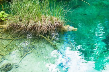 ormanda, harika bir manzara saydam Nehri