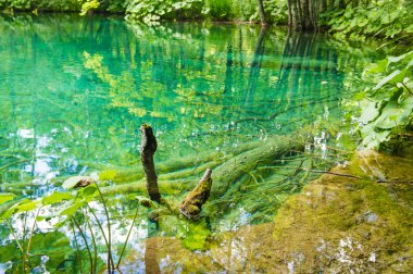 Hırvat ormandaki nehir şeffaf görünümü