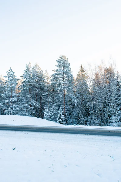 Hermosa vista de un bosque ruso en invierno — Foto de Stock