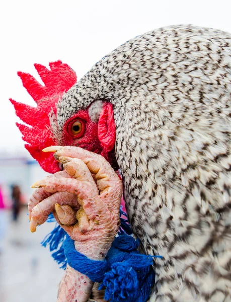 Большая российская курица с затянутыми ногами — стоковое фото