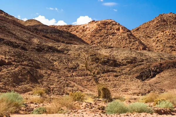 Краєвид долини Timna, Ізраїль — стокове фото