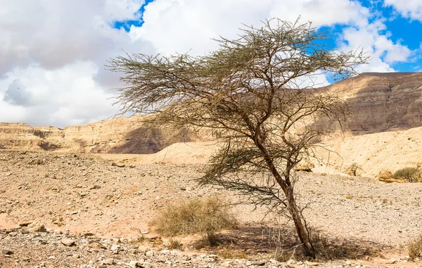 Arbre cultivé du sol dans la vallée de Timna, Israël — Photo