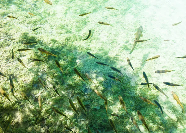 Il pesce nuota in acqua pulita — Foto Stock