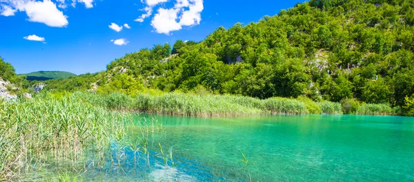 Green river, Horvátország, Európa — Stock Fotó