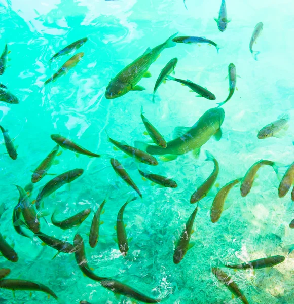 Piccoli pesci nuotano nell'acqua — Foto Stock