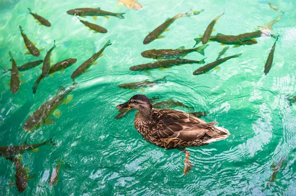 L'anatra nuota sul fiume con molti pesci — Foto Stock