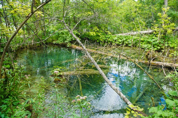 Nedfallna träd i det blå vattnet — Stockfoto