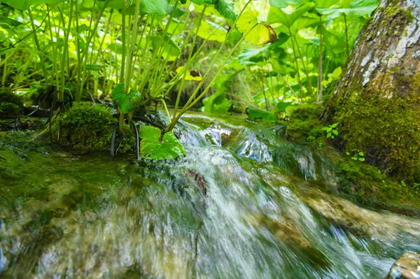 Air terjun kecil di hutan Kroasia — Stok Foto