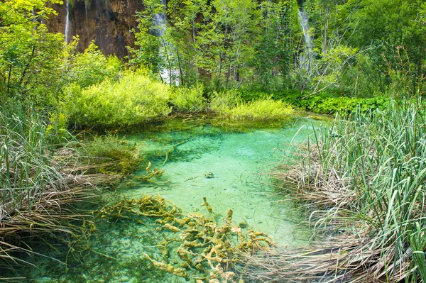 Liten flod, vacker natur, solig, sommar dag — Stockfoto