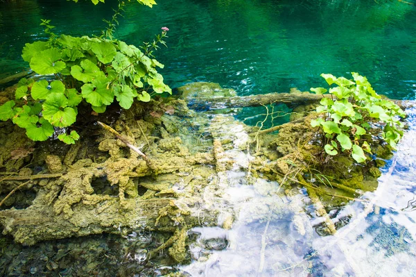 Átlátszó folyó az erdőben, gyönyörű kilátással — Stock Fotó