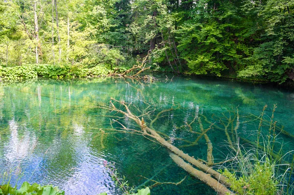 Pemandangan sungai secara transparan di hutan Kroasia — Stok Foto