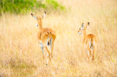 Afrika'da iki antilop yürür
