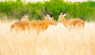 Afrika'da iki antilop yürür