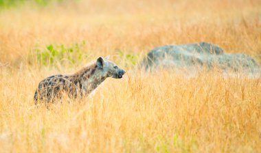 Afrika spot sırtlan çim