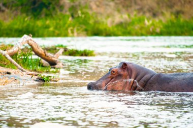 Afrika büyük bir nehirde yüzme su aygırı görüntüsü