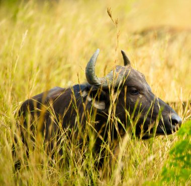 Afrika korkunç bir bufalo portresi
