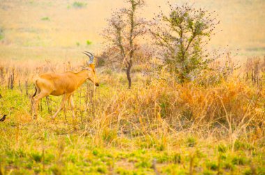 küçük antiloplar savana som için seyir Uganda üzerinden yürür.