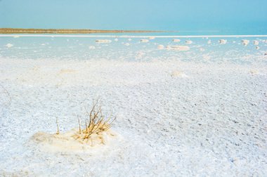 sahil, dead sea, İsrail