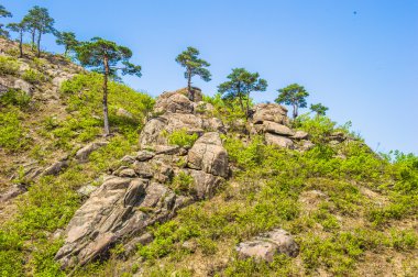 mount kumgang yüzeyinde ağaçlar