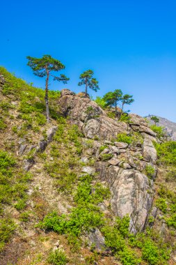 mount kumgang yüzeyinde ağaçlar