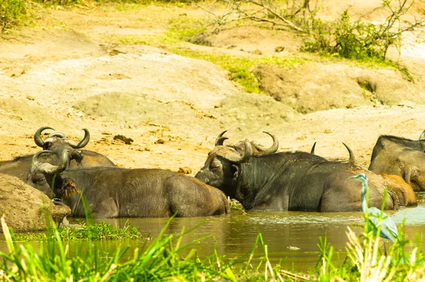 Su buffalos yüzmek sürüsü — Stok fotoğraf