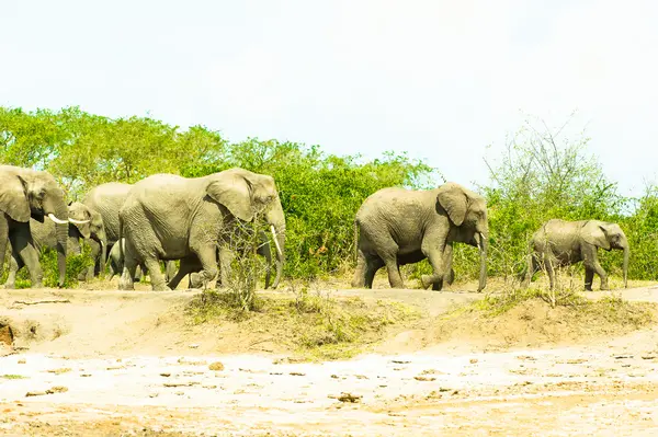 Flock of the elephants walk over the savanna, Africa — Stock Photo, Image