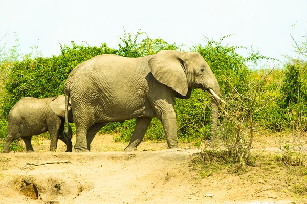 Éléphants, père et fils, marchent ensemble — Photo