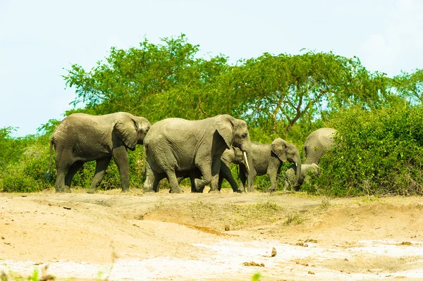 Flock of the elephants walk over the savanna, Africa — Stock Photo, Image