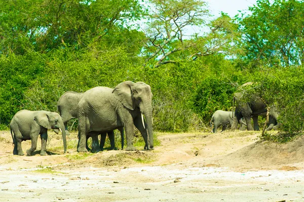 Family of the elephants in Africa — Stock Photo, Image
