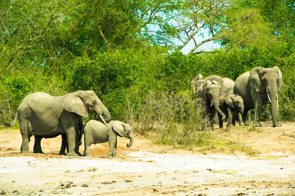 Elephants walk over the savanna in Uganda — Stock Photo, Image