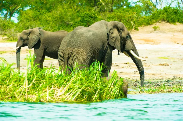Слон на берегу реки — стоковое фото