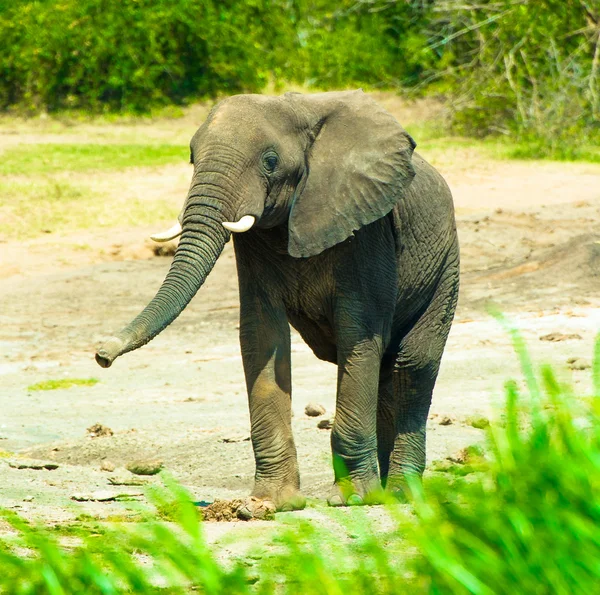 Retrato de pequeno elefante na África, Uganda — Fotografia de Stock