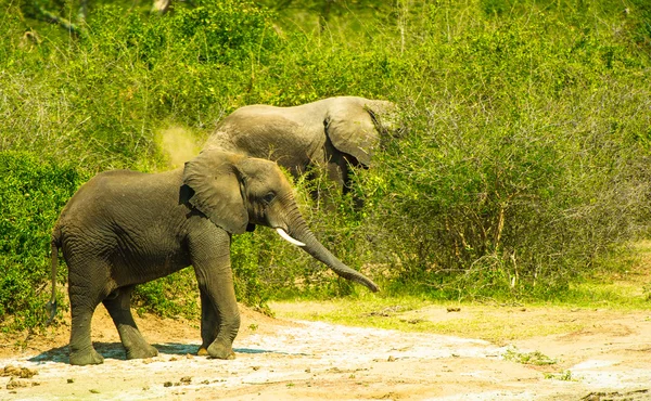 Flock of elephants walk over the savanna — Stock Photo, Image