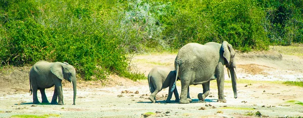 Elefantenfamilie wandert über Savanne — Stockfoto