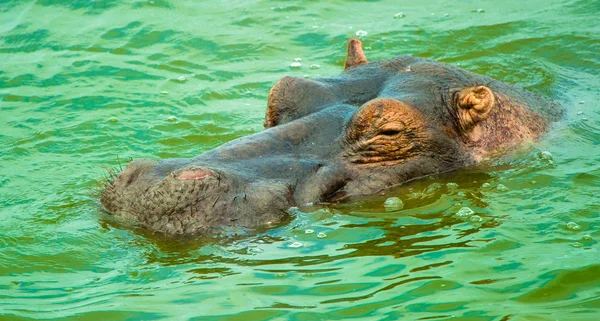Head of the swimming hippopotamus in Africa in the lake — Stock Photo, Image