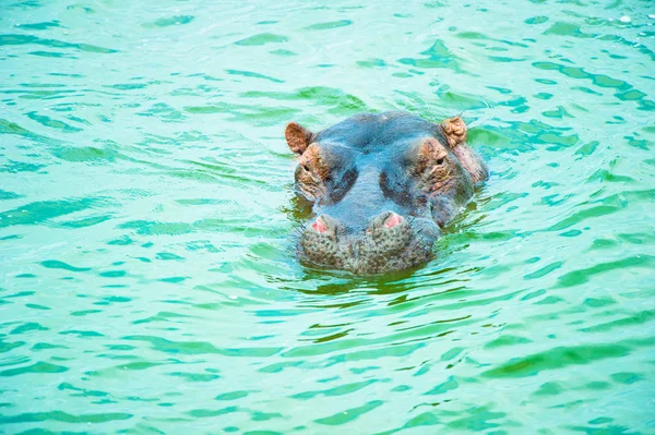 Tête de l'hippopotame nageant en Afrique dans le lac — Photo