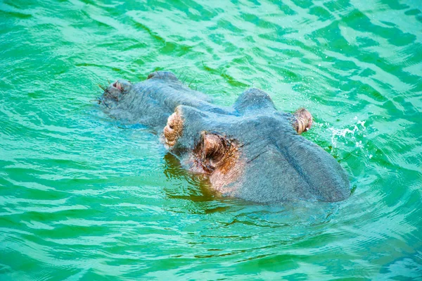 Yüzme su aygırı göl Afrika başkanı — Stok fotoğraf