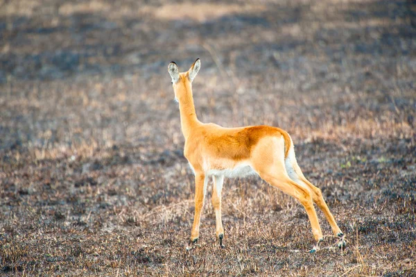 Antelope vormt voor de camera — Stockfoto