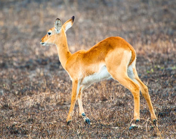 Antelope poses for the camera — Stock Photo, Image