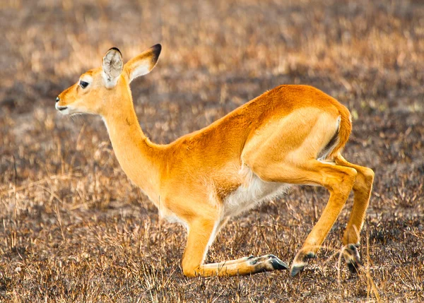 Afrikanische Antilope auf Knien in Afrika, Uganda — Stockfoto