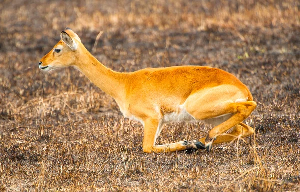 African antelope on the knees in Africa, Uganda — Stock Photo, Image