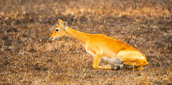 African antelope on the knees in Africa, Uganda — Stock Photo, Image