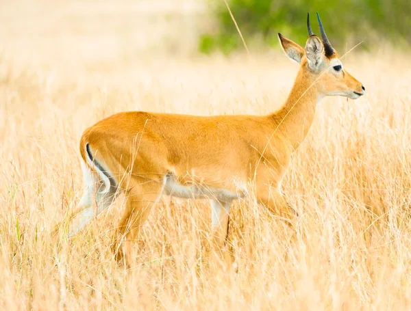 Mooie antelope wandelingen in het gele lange gras — Stockfoto