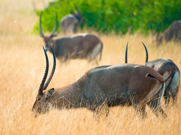 Antilopa žere trávu v savaně — Stock fotografie