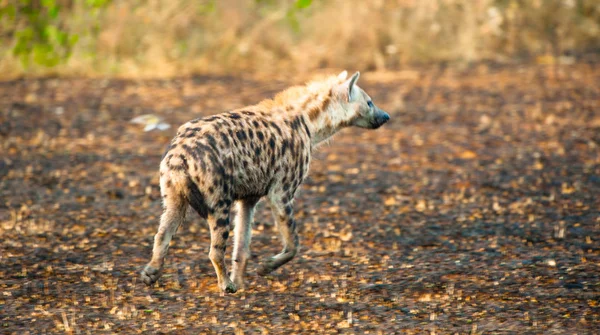 Sırtlan yürür savana, uganda, Afrika — Stok fotoğraf