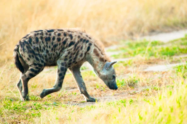 Mancha africana hiena en la hierba camina y huele el suelo — Foto de Stock