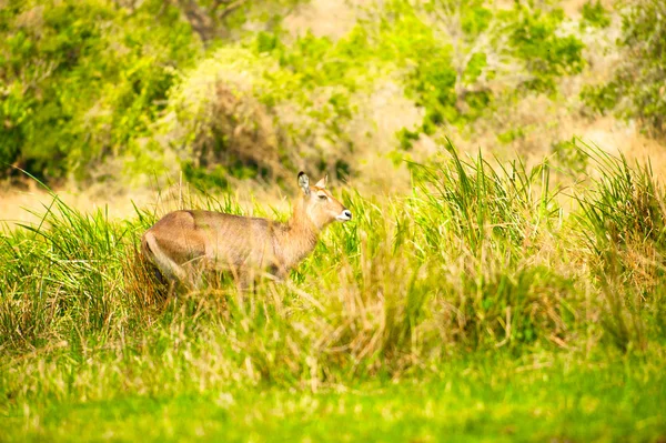 Veado caminha na grama — Fotografia de Stock