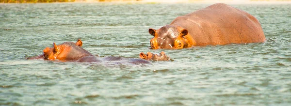 Rebanho do hipopótamo no rio em África — Fotografia de Stock
